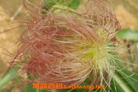 ������Ĺ�Ч������ �������ҩ�ü�ֵ