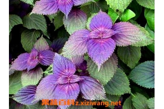 ����Ҷ�Ĺ�Ч������ ����Ҷ��ҩ�ü�ֵ