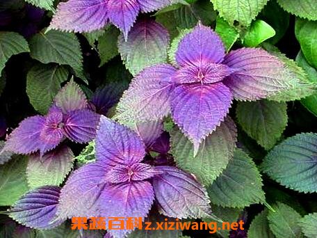 ����Ҷ�Ĺ�Ч������ ����Ҷ��ҩ�ü�ֵ
