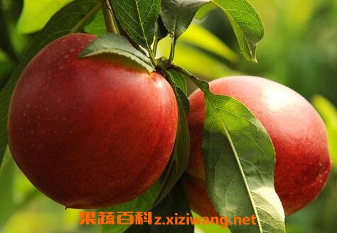 ���ҵĹ�Ч������ ���ҵ�ҩ�ü�ֵ