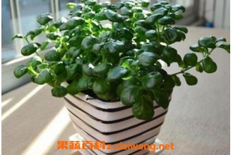 �����黨��ô�� �����黨����ֳ����