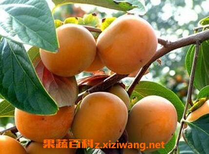 ��Ǯ���ӵ�Ӫ����ֵ