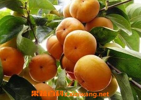 ��Ǯ���ӵ�Ӫ����ֵ
