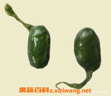 �쵨֭