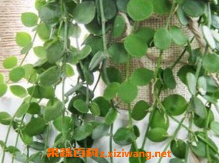 ��Ǯ����ô�� ��Ǯ�ٵ���ֳ����