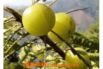 ţ�ʹ��ƵĹ�Ч������