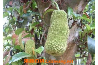�������Ĺ�Ч��Ӫ����ֵ