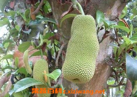 �������Ĺ�Ч��Ӫ����ֵ