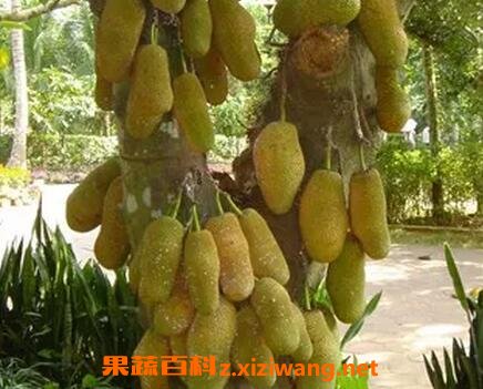�������Ĺ�Ч��Ӫ����ֵ