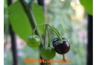 �������ܽ�Ѫѹ�� ��������ҩ�ü�ֵ