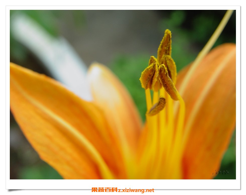 鹿葱花