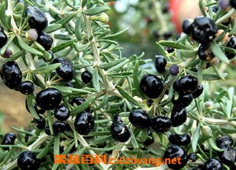 ����轵�ҩ�ü�ֵ