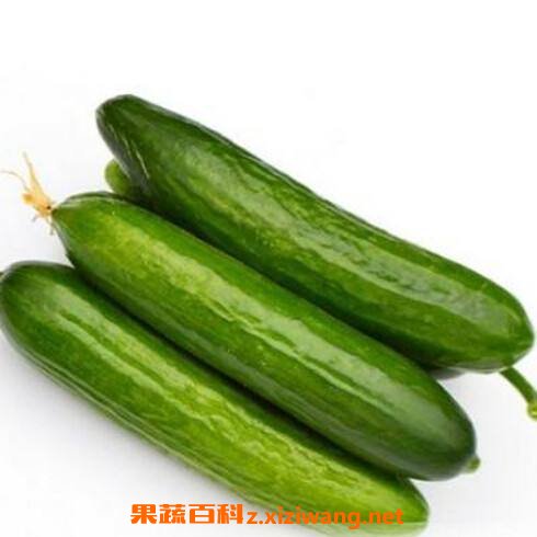 乳瓜