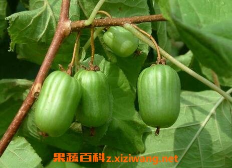 �����ӵ�Ӫ����ֵ