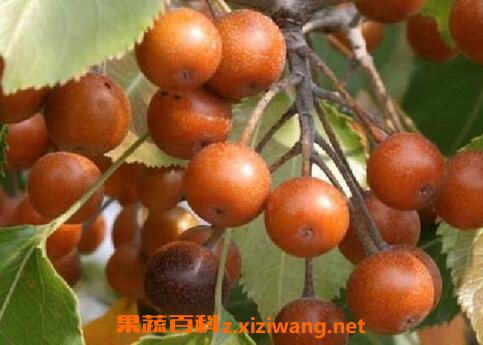 ������ô��ֳ �������ֳ��������