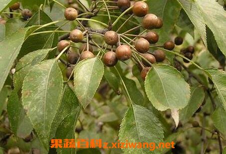 ������ô��ֳ �������ֳ��������