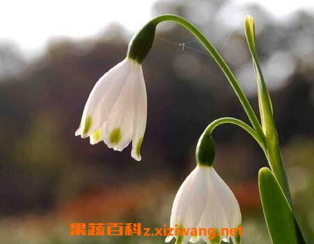 ��ѩƬ������������ֳ����