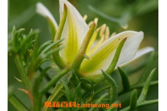 �������ӵ�ҩ�ü�ֵ�빦Ч