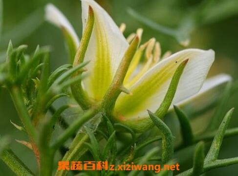 �������ӵ�ҩ�ü�ֵ