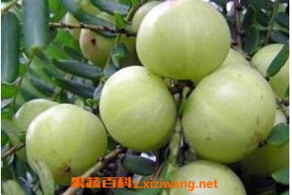 ��ţ�ʹ��Ľ����븱����