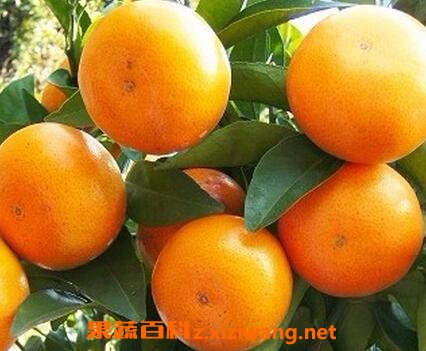 ï�ȸ̵�Ӫ����ֵ