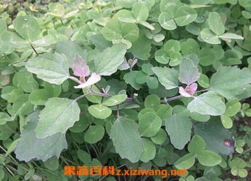 �Ҳ����ɵĹ�Ч������