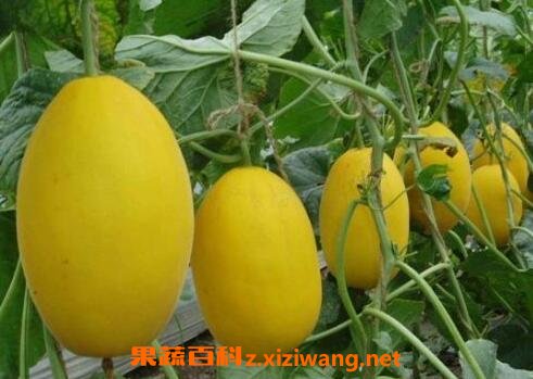 ����ϵĹ�Ч��Ӫ����ֵ