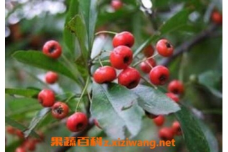 ��������ˮ���� ˮ���ӵ���ֲ����