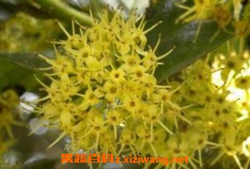 �ٻ��̵�ҩ�ü�ֵ����Щ