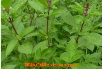 �Ų����Ĺ�Ч�븱����