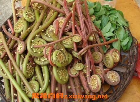 ާ�˵Ĺ�Ч�����ü�ʳ�÷���