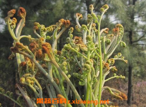 ާ�˵Ĺ�Ч�����ü�ʳ�÷���