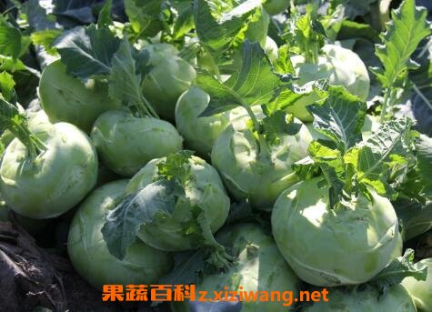 ������Ӫ����ֵ�빦Ч����