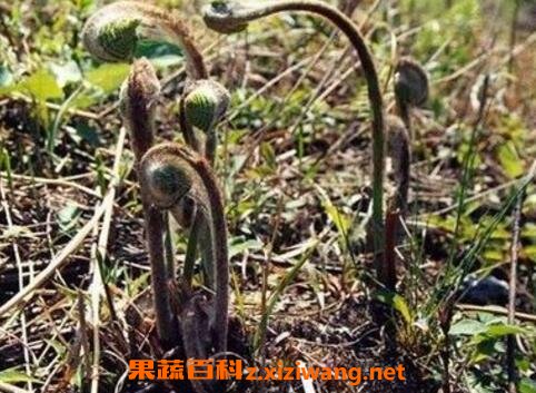 ާ��ͼƬ ާ�˵���ֲ����
