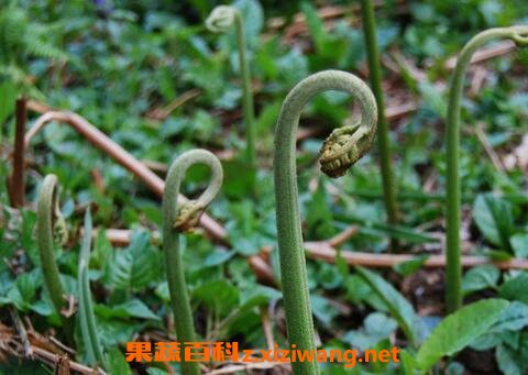 ާ��ͼƬ ާ�˵���ֲ����
