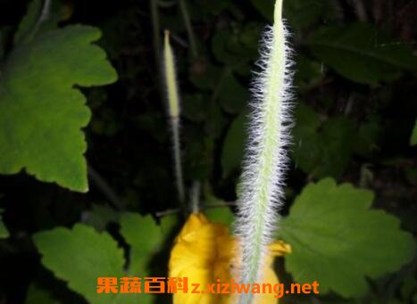 Ұ�ƹϵĹ�Ч������