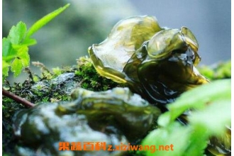 ��Ƥ������˹���ֲ ��Ƥ����ֲ����