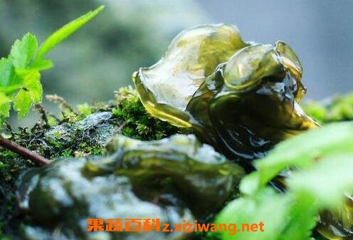 ��Ƥ������˹���ֲ ��Ƥ����ֲ����