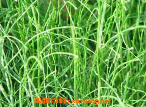  �ڽڲݵĹ�Ч������