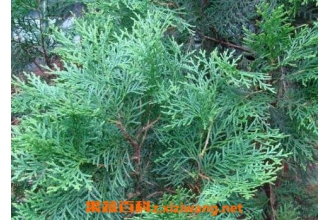 ���Ҷ�ݾƵķ�������Ч������