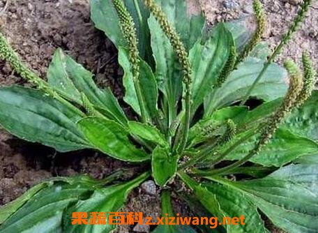 中药车前草的功效与作用