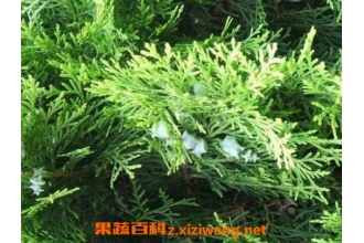 ���Ҷϴͷ�Ĺ�Ч��ô�