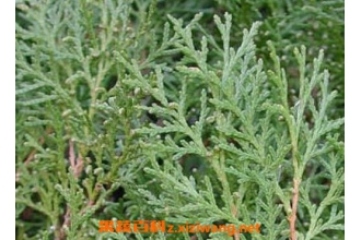 ���Ҷ�����ѷ��ķ����̳�