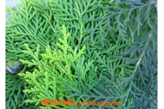 ���Ҷ��ʲô ���Ҷ����Щ��Ч������