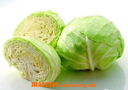 ���Ĳ˵�Ӫ����ֵ�빦Ч