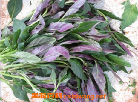 ѪƤ�˵Ĺ�Ч��Ӫ����ֵ