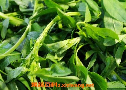 ��ޣ�˵Ĺ�Ч��Ӫ����ֵ