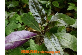 �ϱ��˵Ĺ�Ч�����ü�����