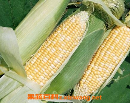 �����׵ĺô��͹�Ч