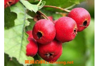 ɽ髹��������빦Ч
